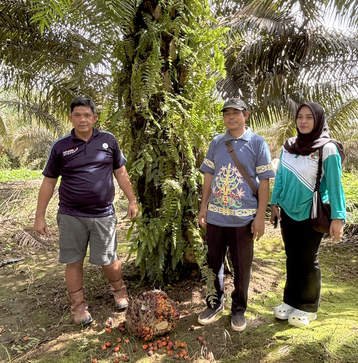 Skema TAPG Angkat Sawit Petani Plasma Kalteng, Untung Rp 2 Juta Per Hektar