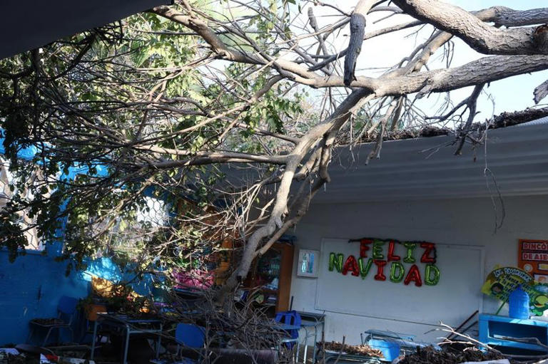 Tree falls on class and leaves 15 children injured and teacher 'bleeding'