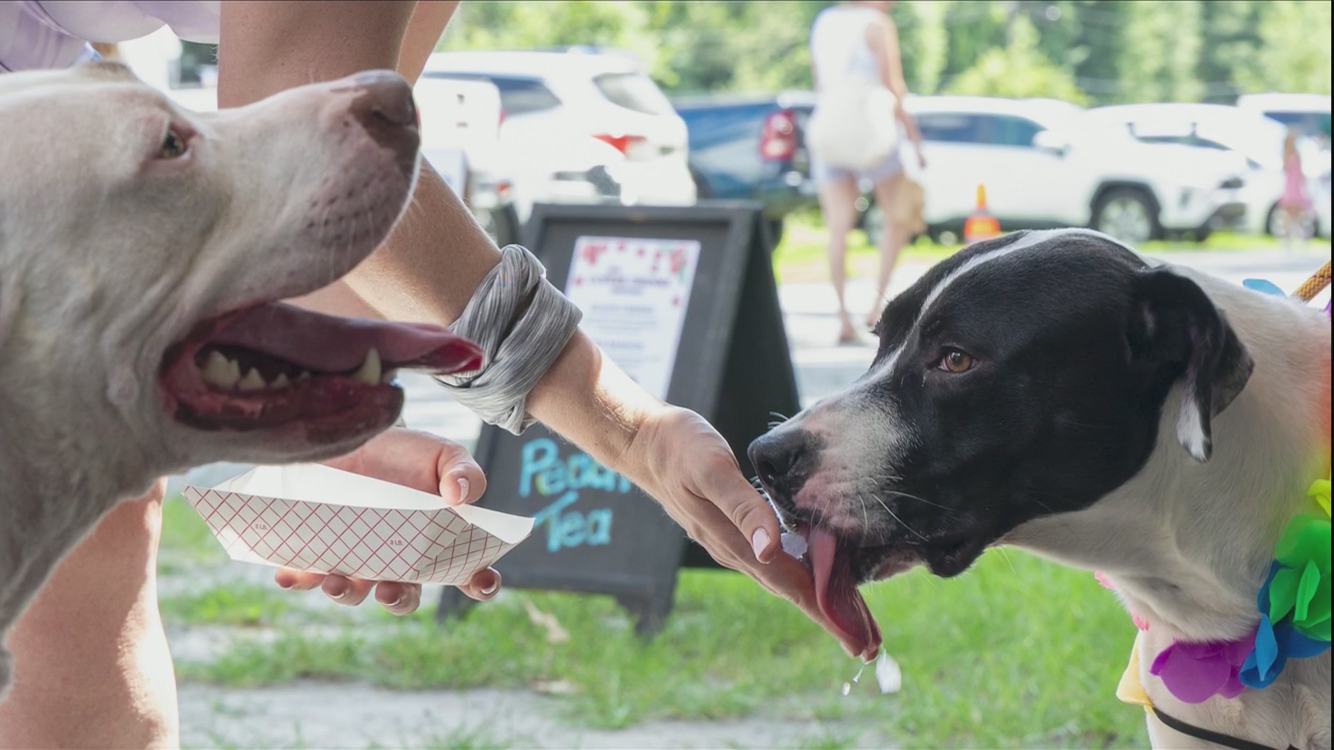 Bryan Co. citizens ask leaders for more animal services