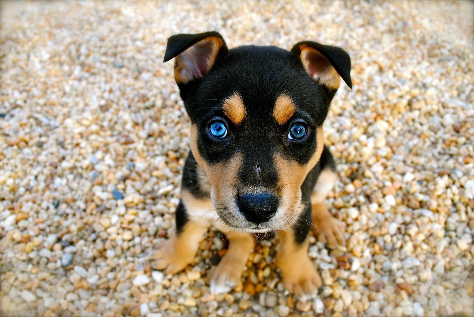 coffee-break-cute-animals