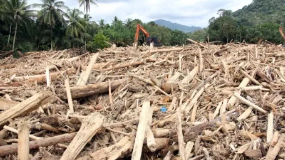 Jaksa Kepri Dipecat Terkait Dugaan Penebangan Liar di Sumbar