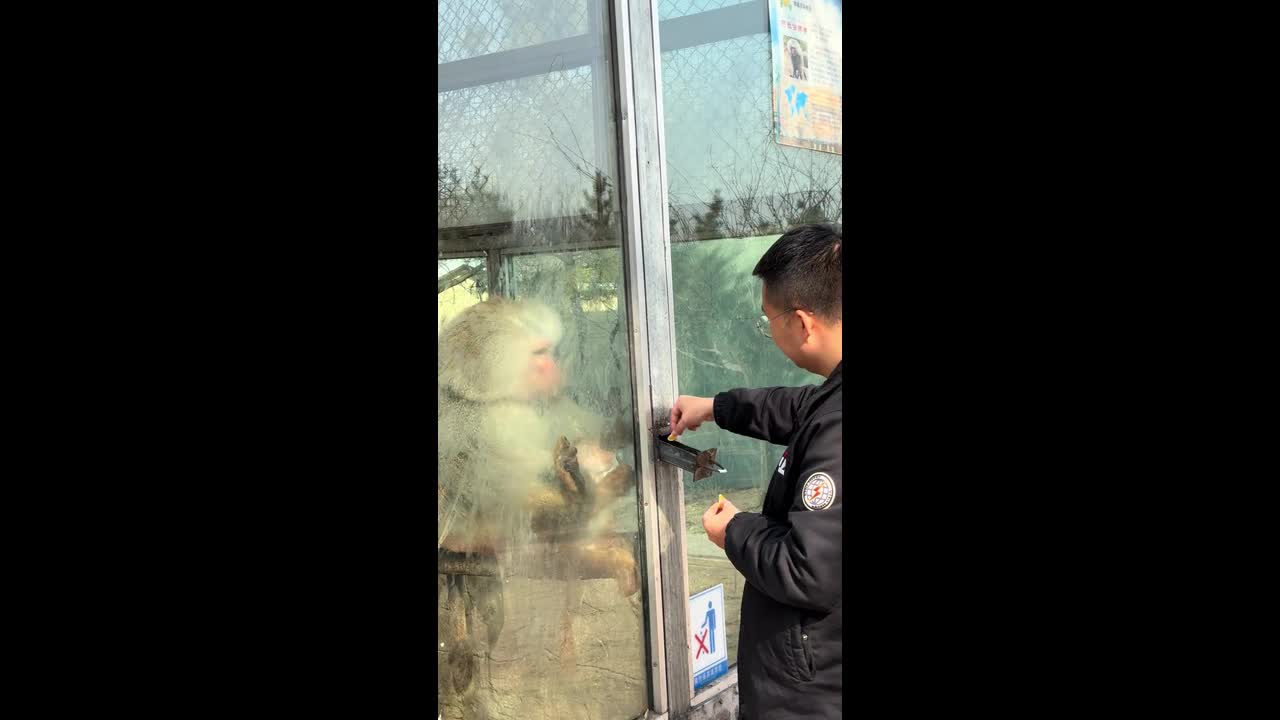 Monkey gets frustrated while being teased at zoo in Shandong, China