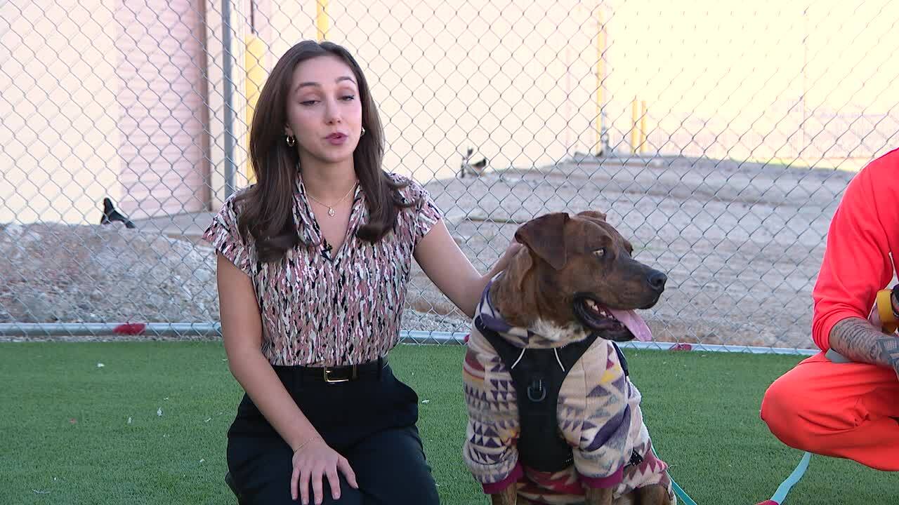 Arizona rehab program equally benefits inmates and rescue dogs