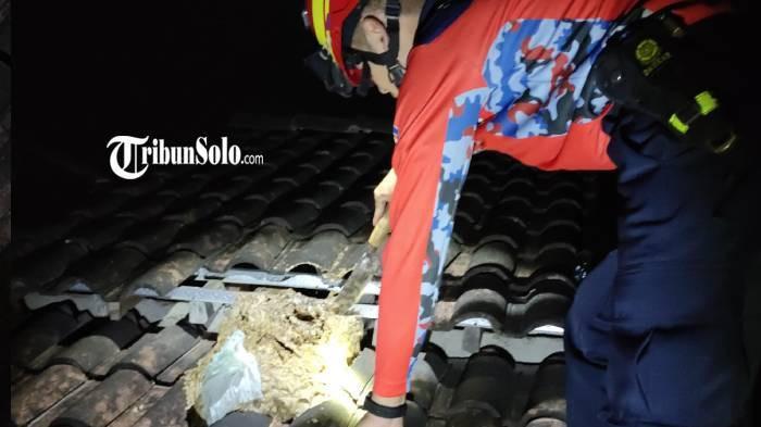 Pasutri Boyolali Dikejar Tawon dari Ladang ke Rumah, 2 Kambing Mati