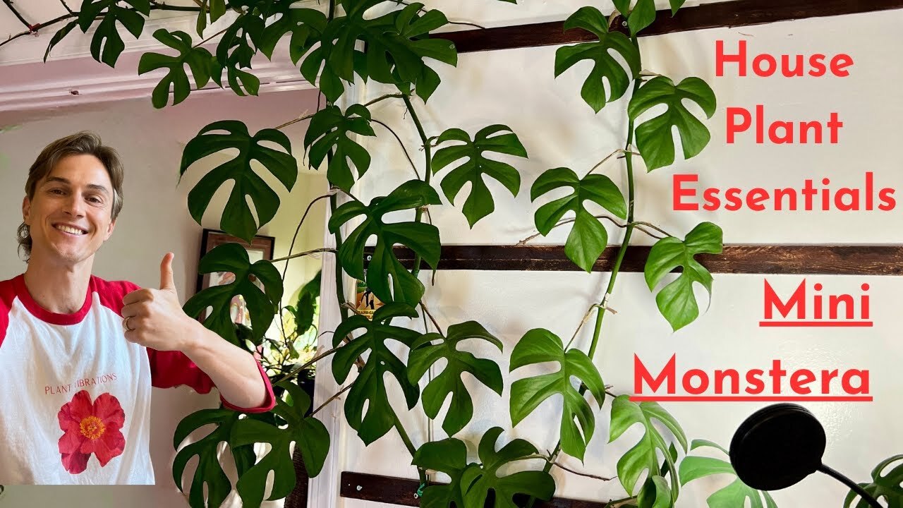 Grow your mini monstera plants like a pro - how to grow Rhaphidophora ...
