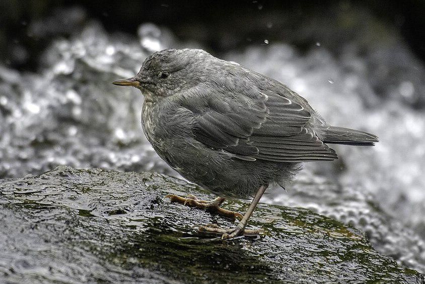 Mengungkap Rahasia Burung Ciduk yang Terbang dan Berjalan di Air