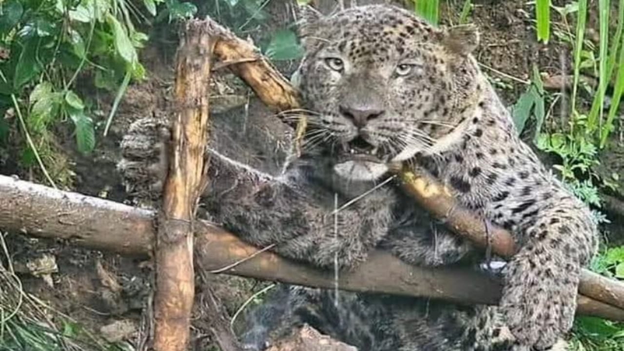 Leopard attacks rise in Uttarakhand: One injured woman airlifted to ...