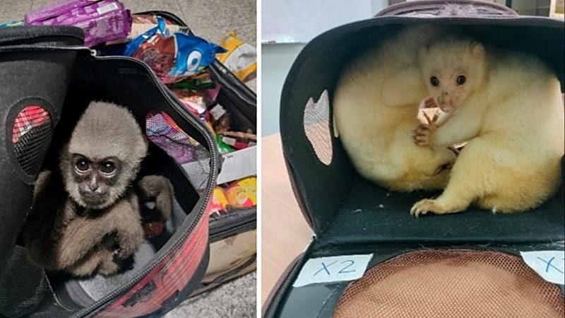 ‘Sophisticated’ criminals busted as 30,000 live animals seized in ...