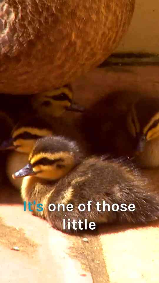 How Dr Chris loses an entire race to a flock of feisty ducklings
