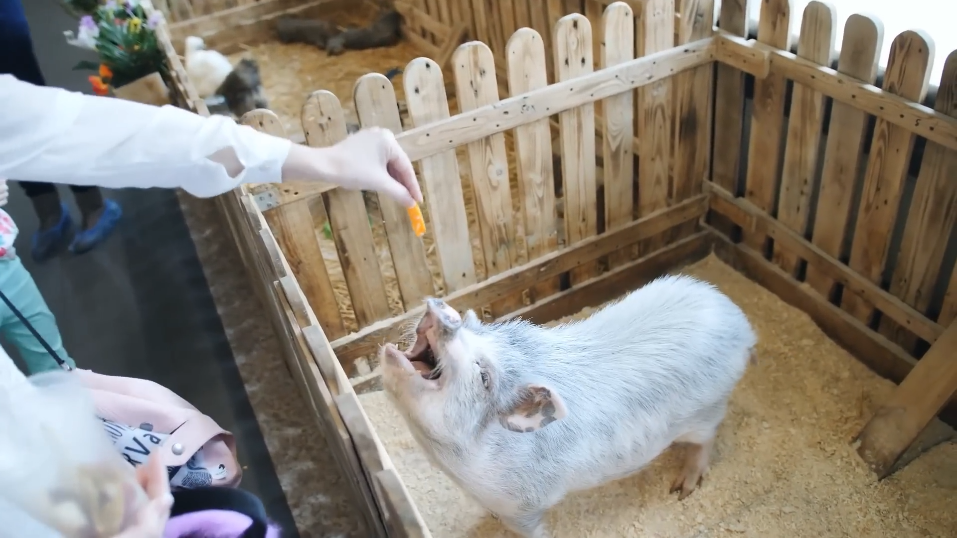 The day humans first domesticated animals: Birth of a revolution