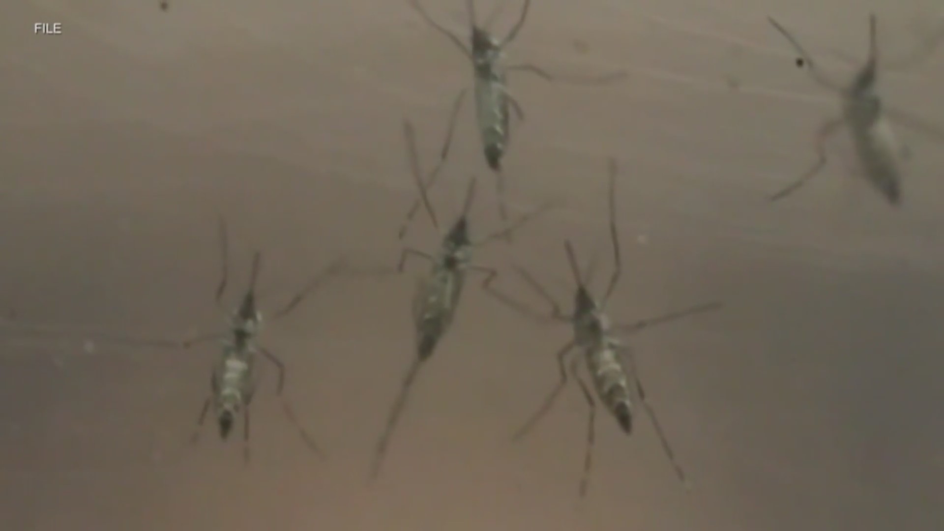 Vector control faces budget concerns in Santa Clara County