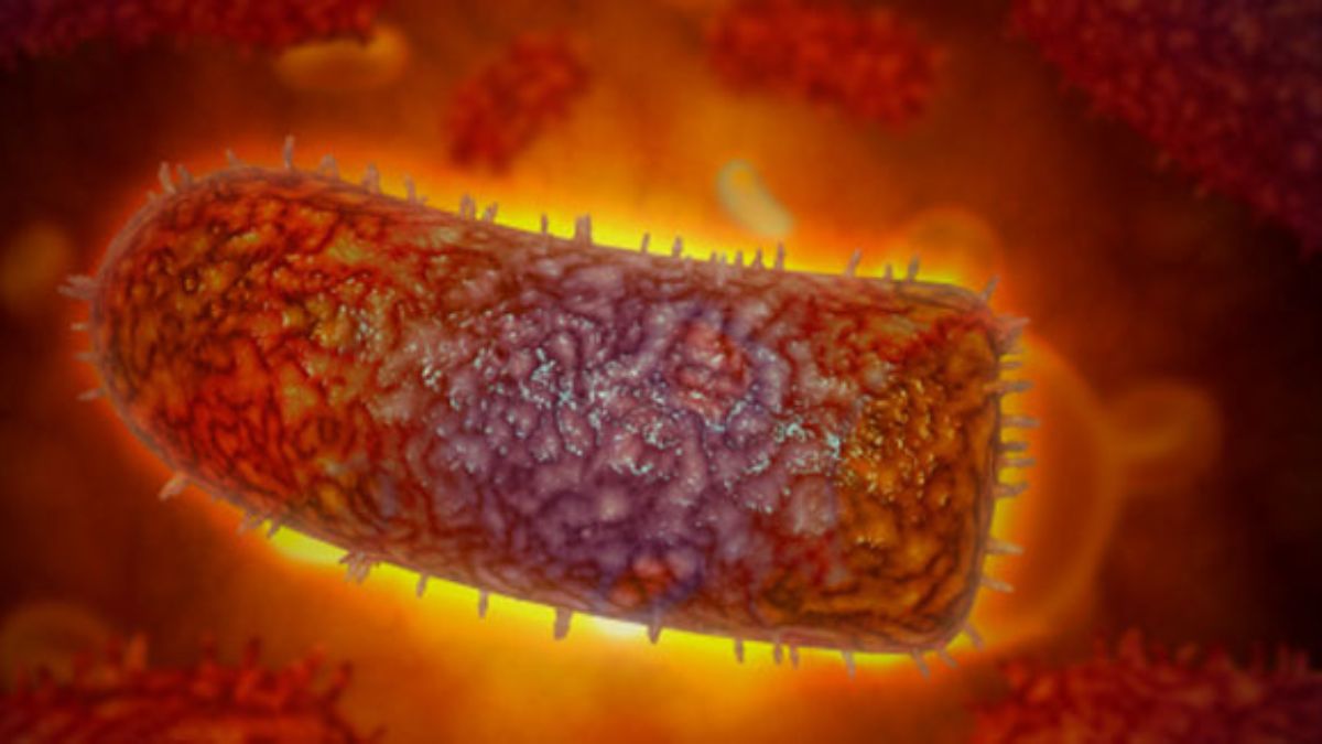 Michigan man dies of rabies after kidney transplant from donor who ...