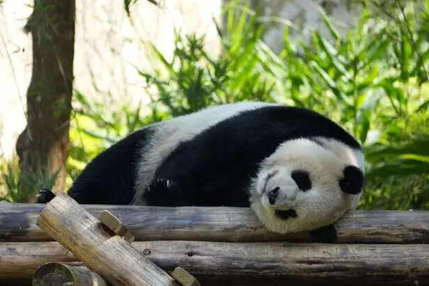 Why are pandas so clumsy? Cute behavior explained