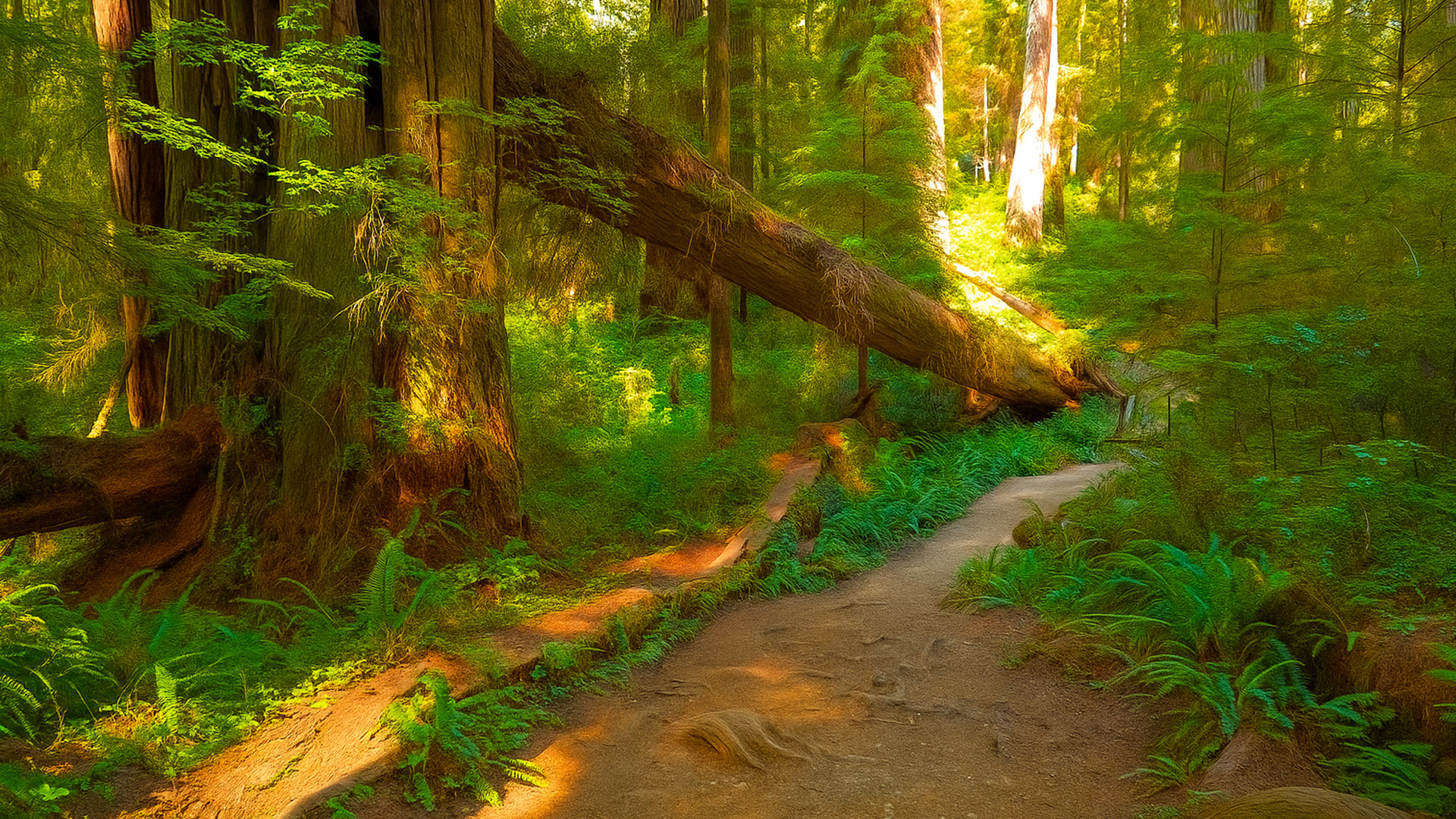 Parque Nacional Redwood: Sendero Boy Scout Tree (4K)