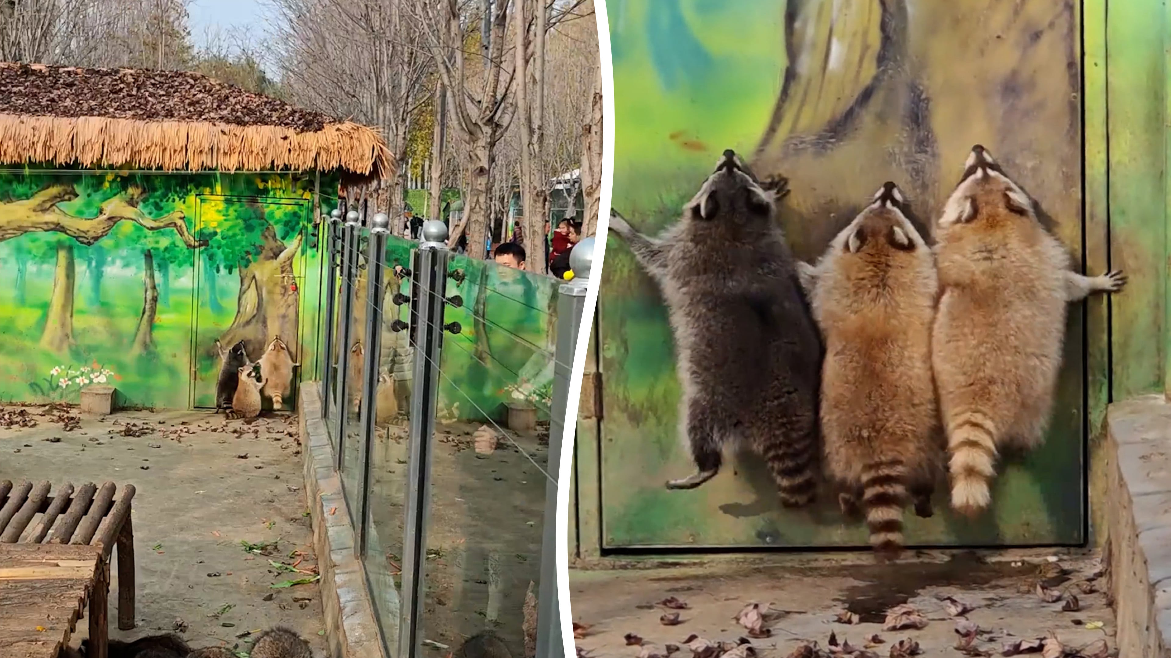 Chunky raccoons leap at painted tree thinking it’s real