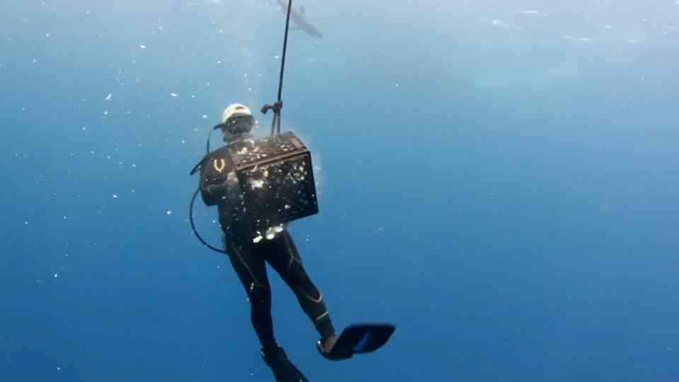 Inside the high-stakes encounter that reveals how sharks really react ...