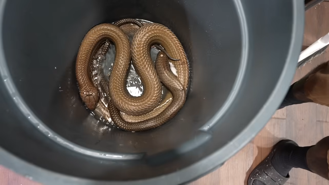 inside-the-tense-world-of-managing-a-snake-with-extreme-toxic-power