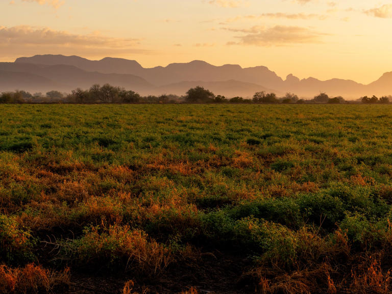 Tucson’s globally distinct cuisine of heat and abundance