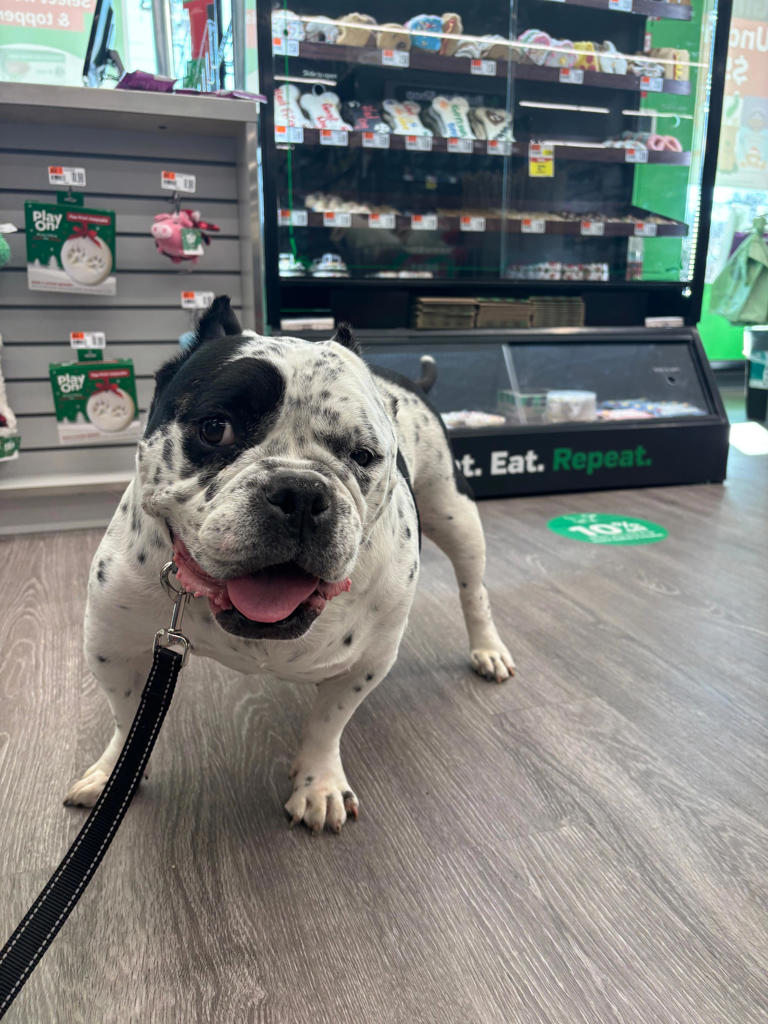 Answer man: Is 'West Asheville Roller Rink' building now a pet store?