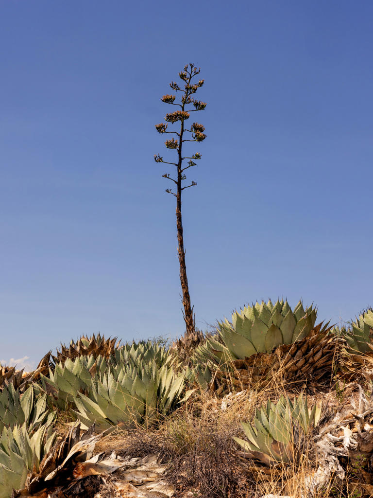 Tucson’s globally distinct cuisine of heat and abundance