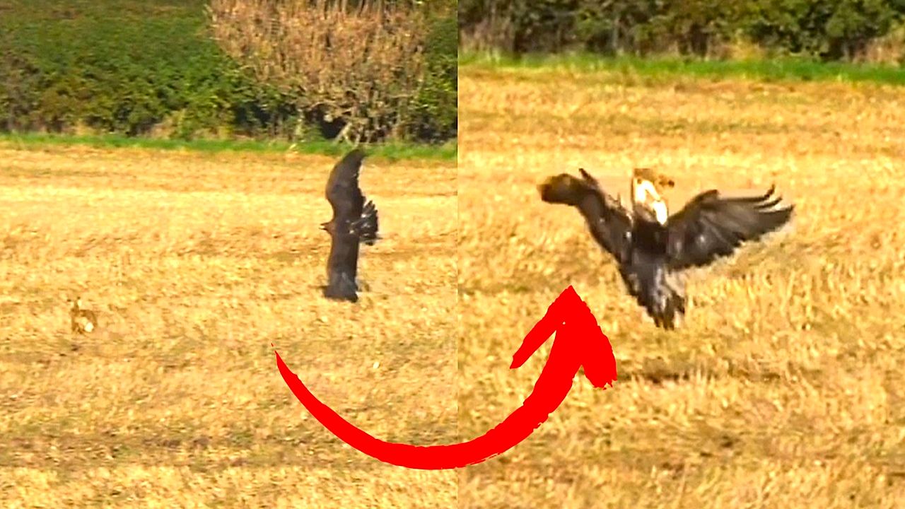 Hare pulls off backflip to escape golden eagle