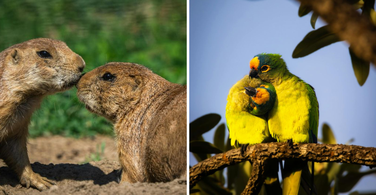 10 cute things animals do for love (and attention)