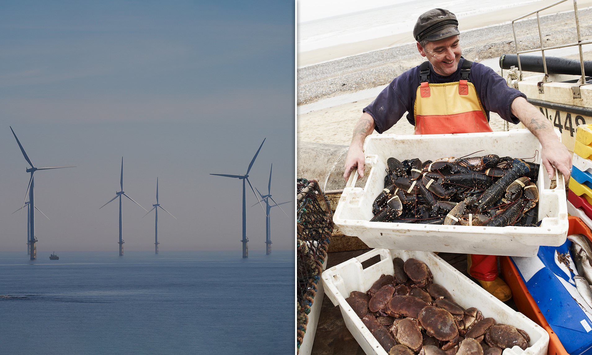 Offshore wind farms 'destroying Britain's fishing grounds' as crab and ...