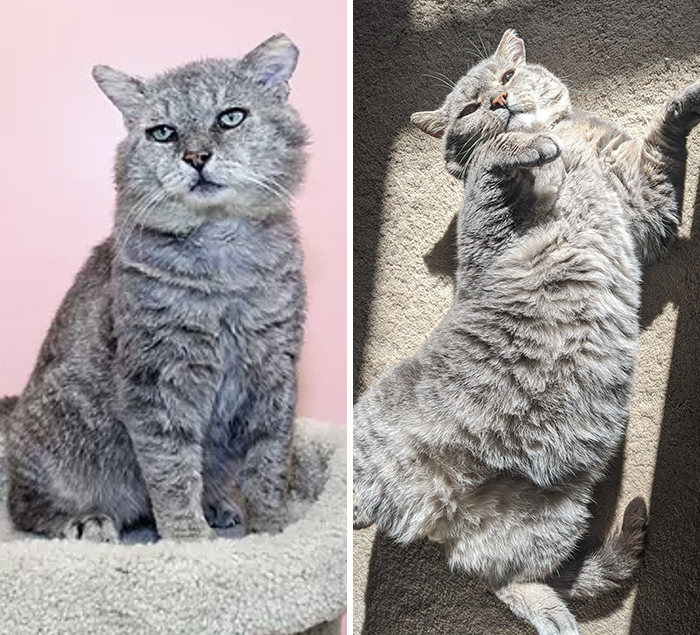 This Online Community Shares Before And After Adoption Pics, Shows How Love And Care Changes Cats (28 Pics)