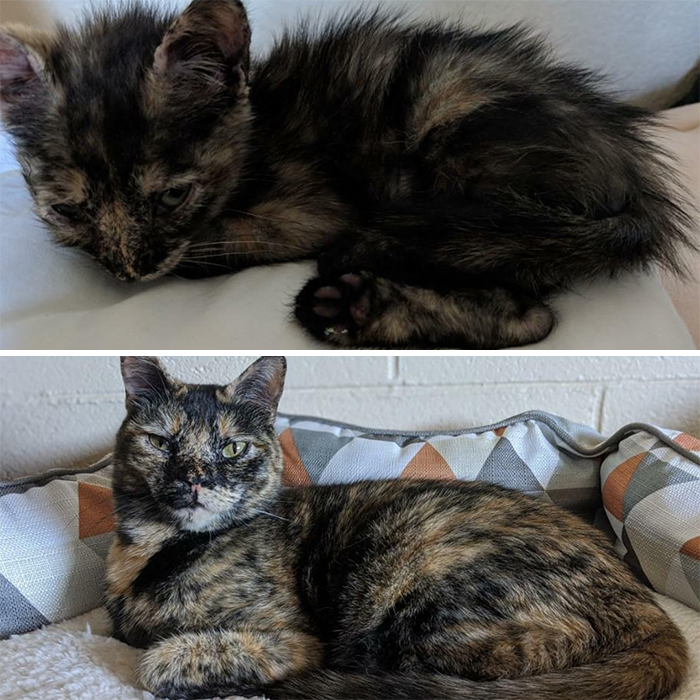 This Online Community Shares Before And After Adoption Pics, Shows How Love And Care Changes Cats (28 Pics)