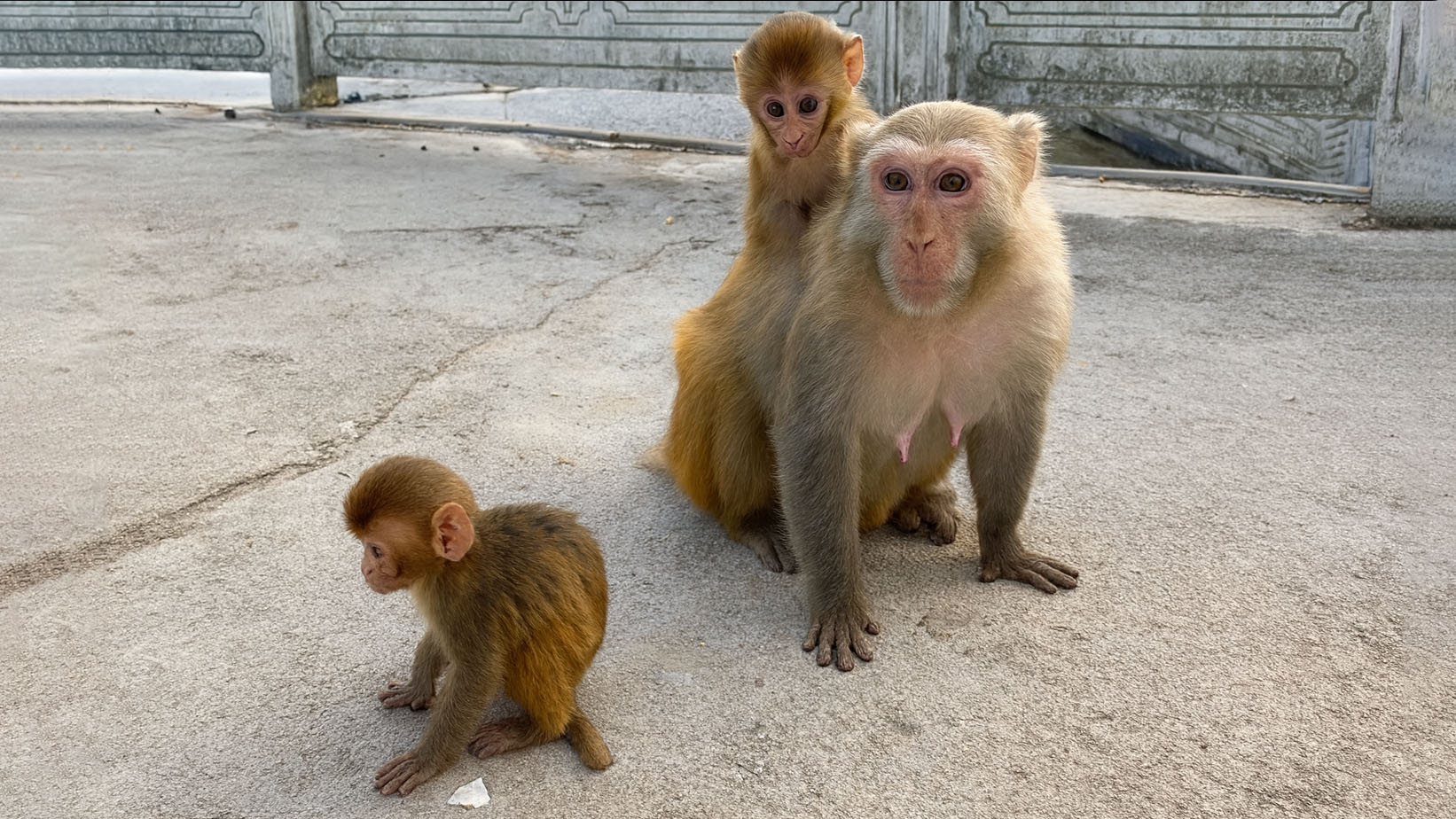 Funny baby monkey plays with family