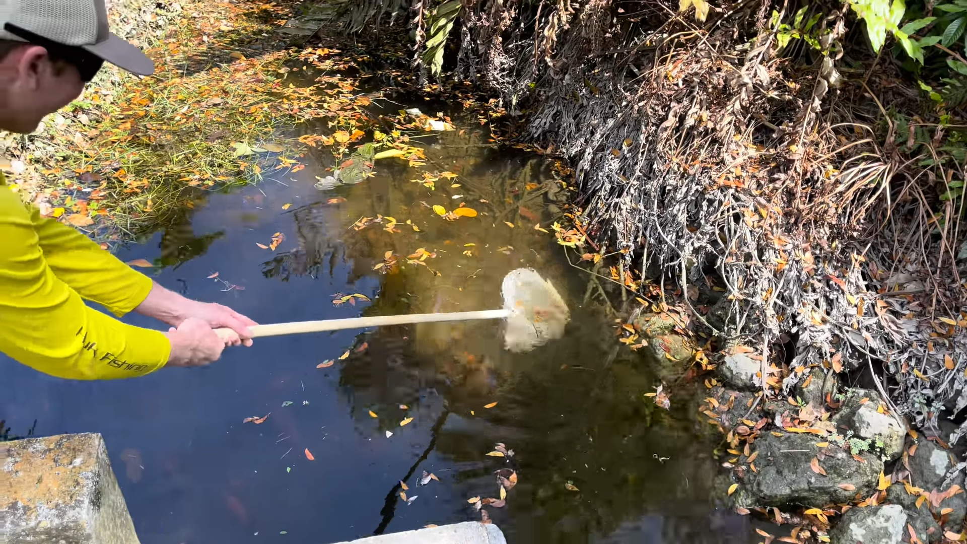 catching-dumped-goldfish-and-koi-in-an-urban-canal