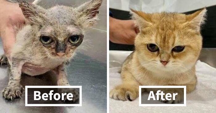 This Online Community Shares Before And After Adoption Pics, Shows How Love And Care Changes Cats (28 Pics)