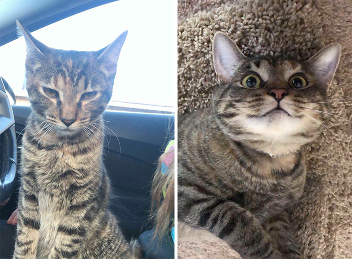 This Online Community Shares Before And After Adoption Pics, Shows How Love And Care Changes Cats (28 Pics)