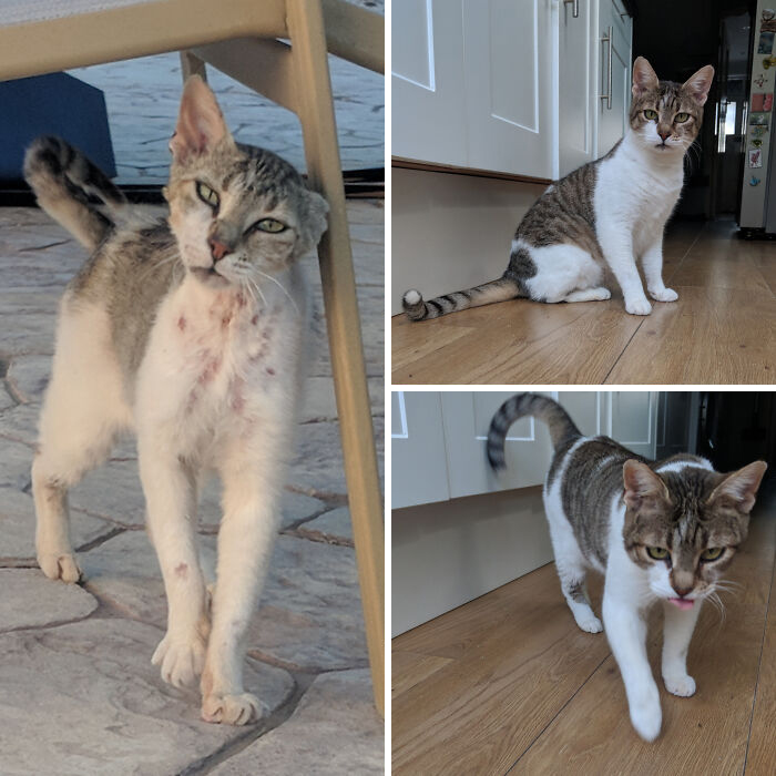 This Online Community Shares Before And After Adoption Pics, Shows How Love And Care Changes Cats (28 Pics)