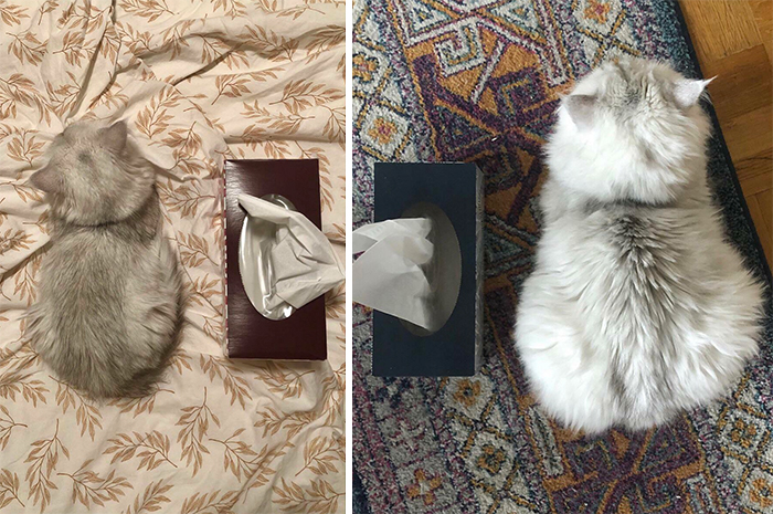 This Online Community Shares Before And After Adoption Pics, Shows How Love And Care Changes Cats (28 Pics)