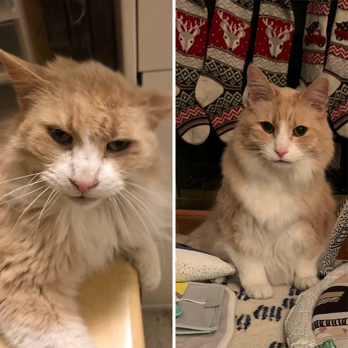 This Online Community Shares Before And After Adoption Pics, Shows How Love And Care Changes Cats (28 Pics)