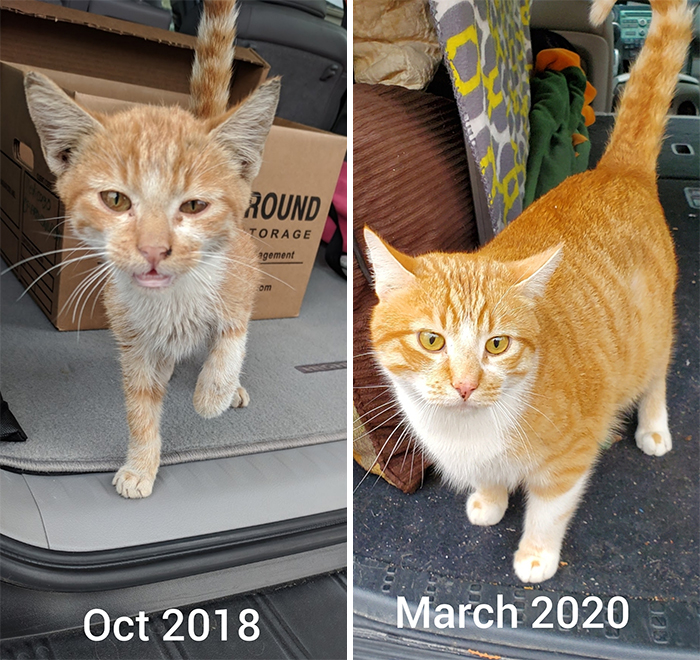 This Online Community Shares Before And After Adoption Pics, Shows How Love And Care Changes Cats (28 Pics)