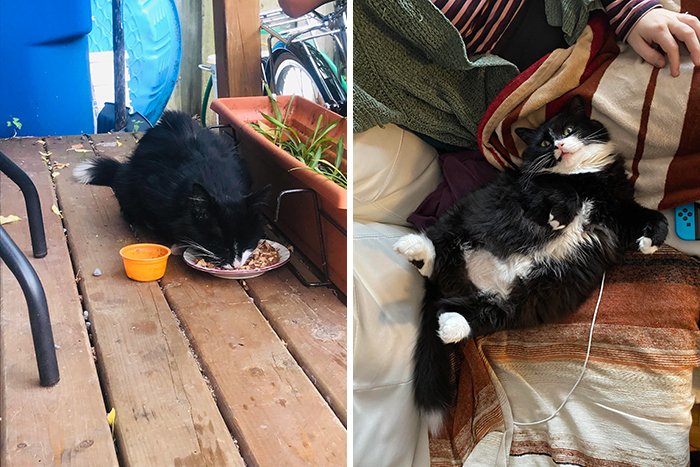 This Online Community Shares Before And After Adoption Pics, Shows How Love And Care Changes Cats (28 Pics)