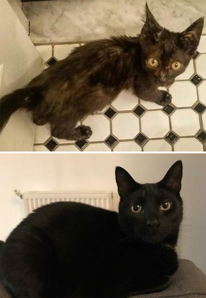 This Online Community Shares Before And After Adoption Pics, Shows How Love And Care Changes Cats (28 Pics)