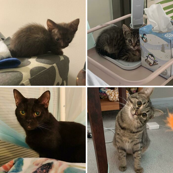 This Online Community Shares Before And After Adoption Pics, Shows How Love And Care Changes Cats (28 Pics)