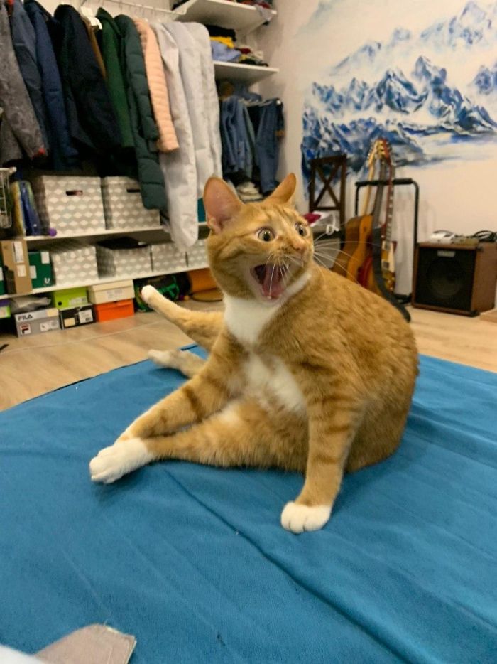 50 Overdramatic Cats Who Deserve An Oscar