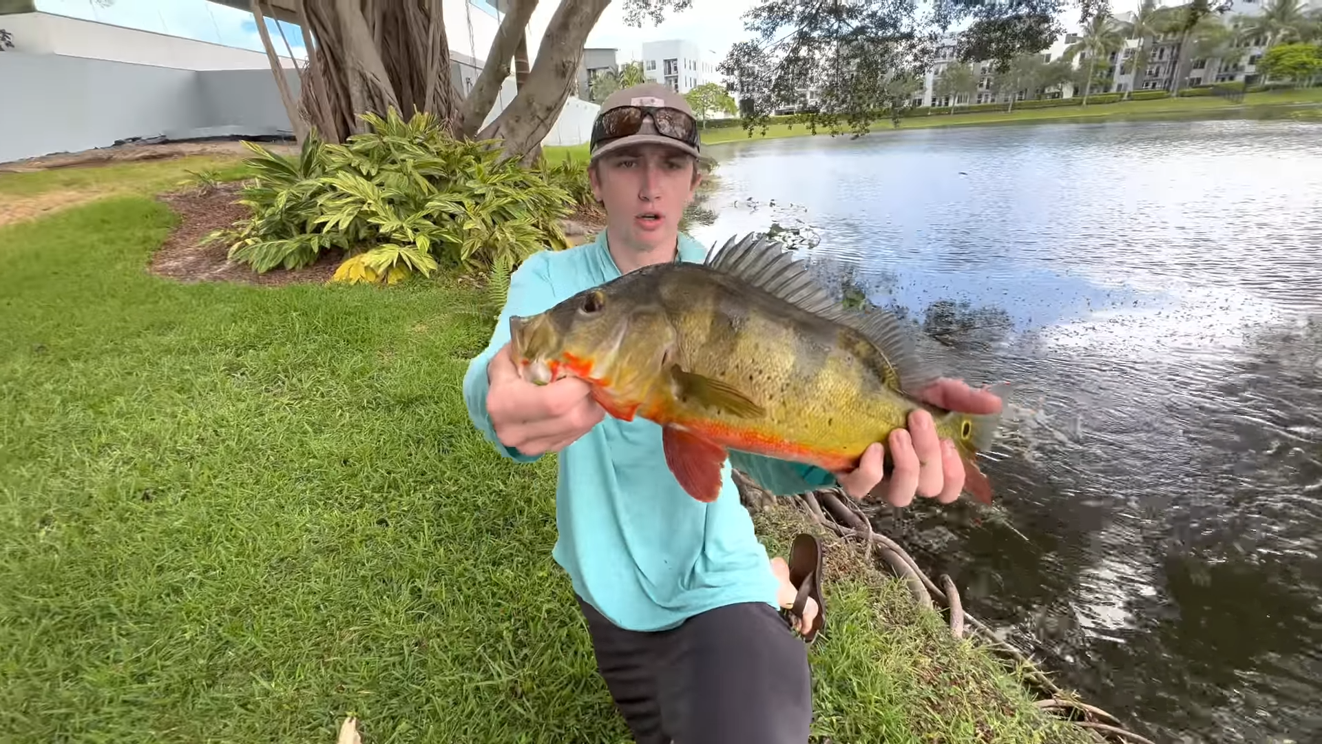 Catching exotic pet fish for my pond