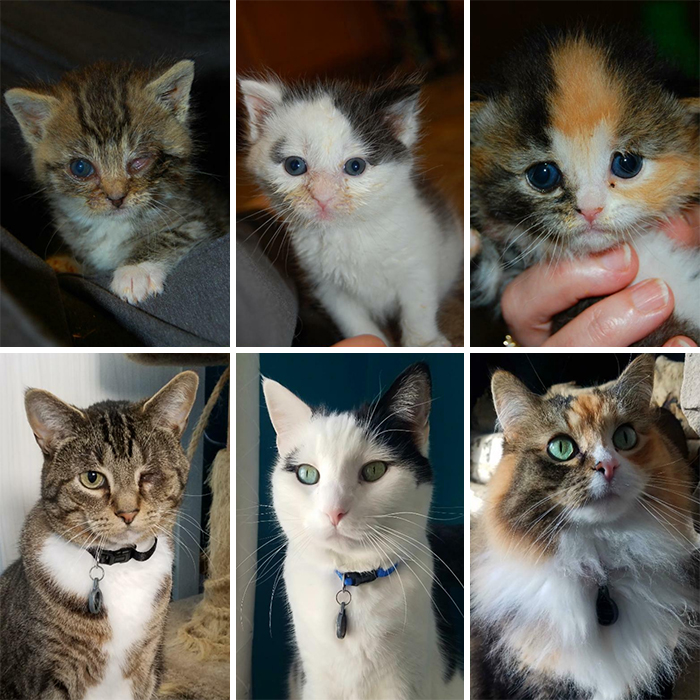 This Online Community Shares Before And After Adoption Pics, Shows How Love And Care Changes Cats (28 Pics)