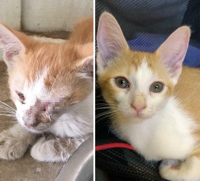 This Online Community Shares Before And After Adoption Pics, Shows How Love And Care Changes Cats (28 Pics)