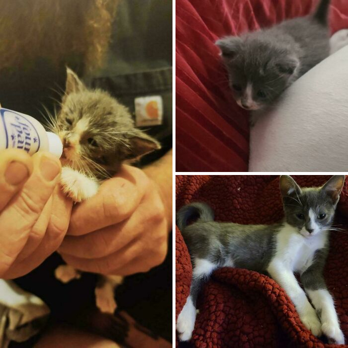This Online Community Shares Before And After Adoption Pics, Shows How Love And Care Changes Cats (28 Pics)