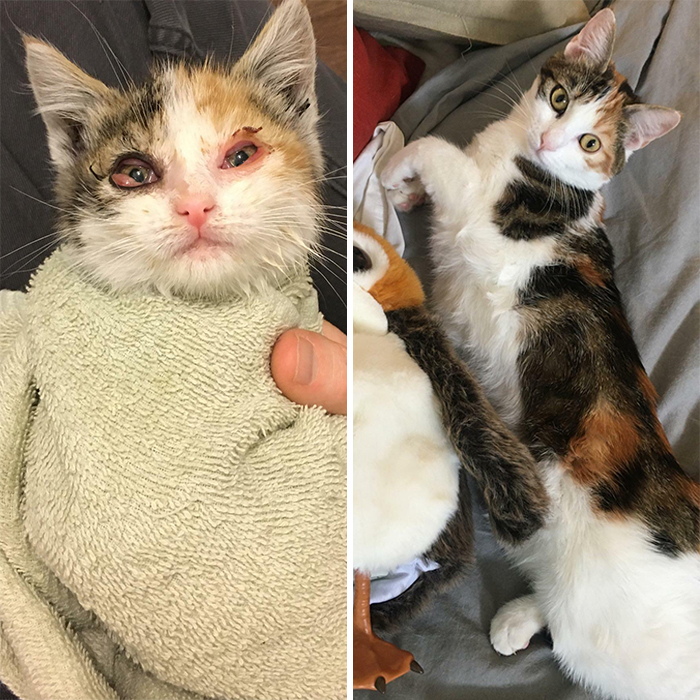 This Online Community Shares Before And After Adoption Pics, Shows How Love And Care Changes Cats (28 Pics)