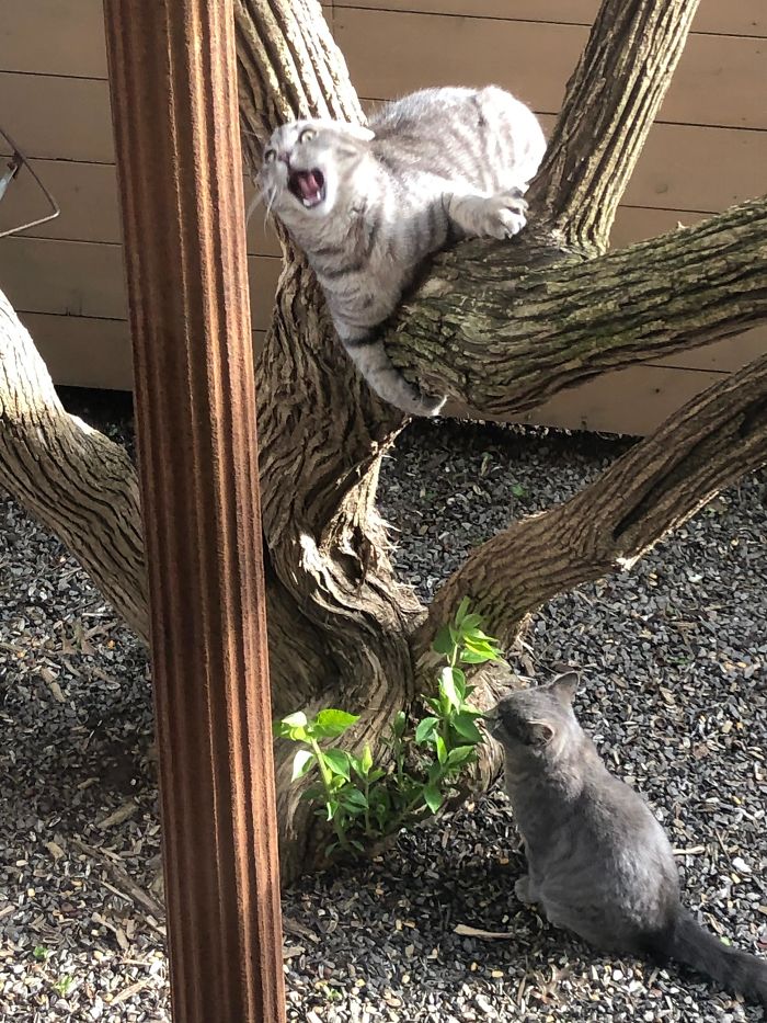 50 Overdramatic Cats Who Deserve An Oscar