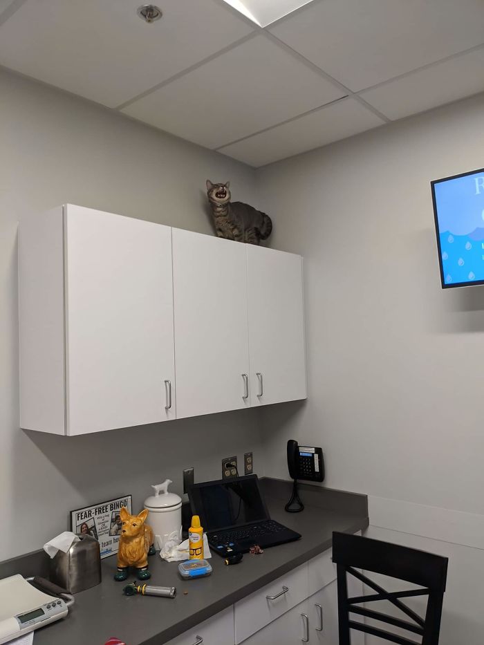 50 Overdramatic Cats Who Deserve An Oscar