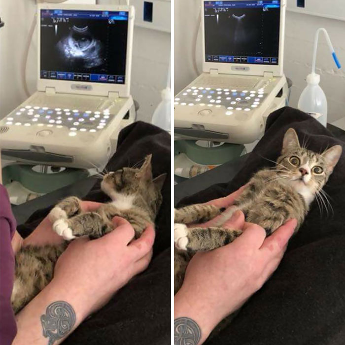 50 Overdramatic Cats Who Deserve An Oscar