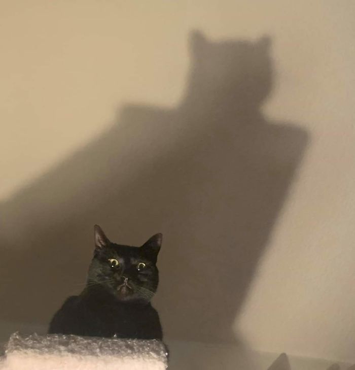 50 Overdramatic Cats Who Deserve An Oscar
